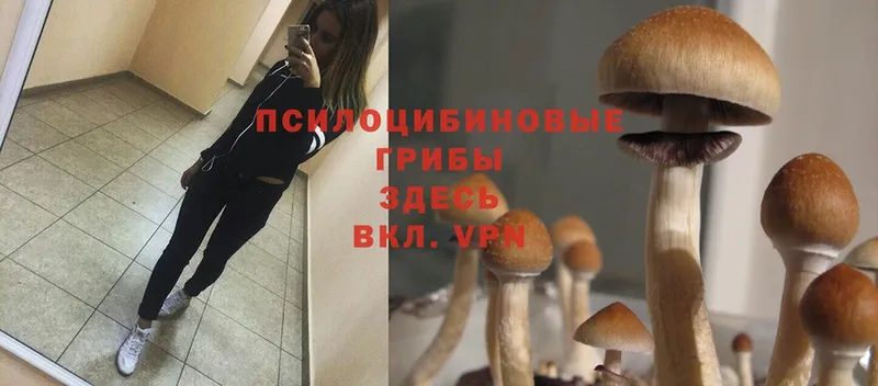 наркотики  Никольск  Галлюциногенные грибы MAGIC MUSHROOMS 